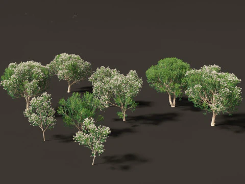 Pacchetto alberi nativi australiani 31 Modello 3D