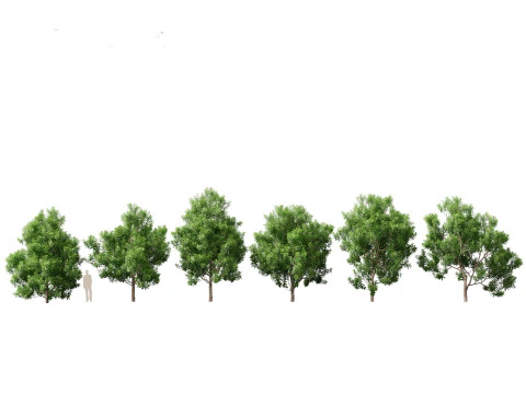 Pacchetto alberi nativi australiani 31 Modello 3D