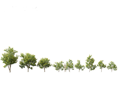 Набор предметов первой необходимости для австралийского сада, 30 шт. 3D Модель