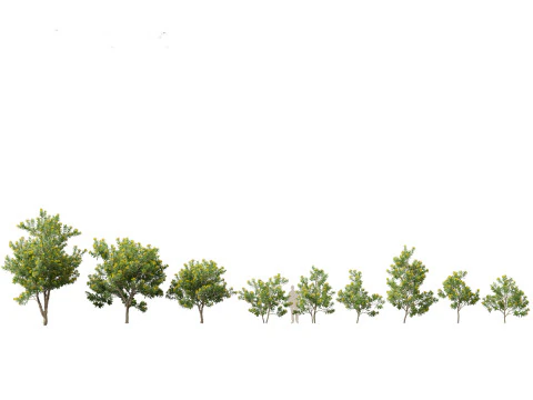 Pacchetto alberi nativi australiani 31 Modello 3D