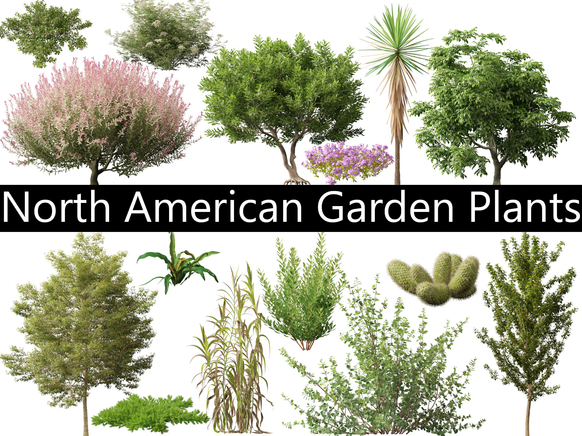 Pacote 50 de plantas de jardim da Am&eacute;rica do Norte Modelo 3D .c4d .max .obj .3ds .fbx .stl .blend 