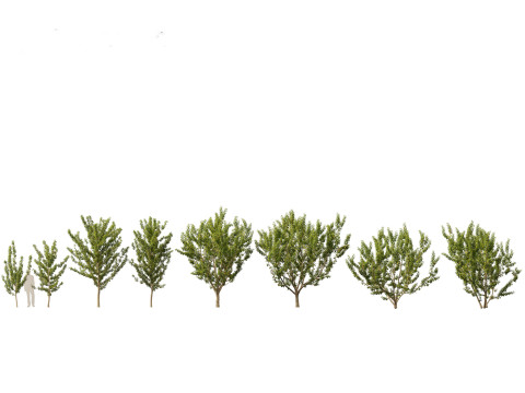 Pacote 50 de plantas de jardim da Am&eacute;rica do Norte Modelo 3D