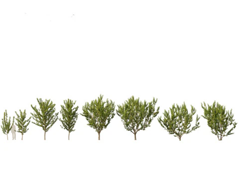 Pacote 50 de plantas de jardim da Am&eacute;rica do Norte Modelo 3D