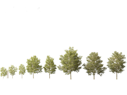 Pacote 50 de plantas de jardim da Am&eacute;rica do Norte Modelo 3D