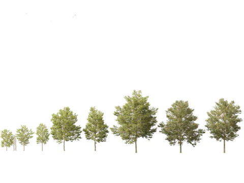 Pacote 50 de plantas de jardim da Am&eacute;rica do Norte Modelo 3D