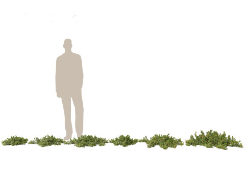 Pacote 50 de plantas de jardim da Am&eacute;rica do Norte Modelo 3D