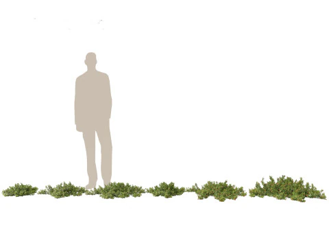 Pacote 50 de plantas de jardim da Am&eacute;rica do Norte Modelo 3D