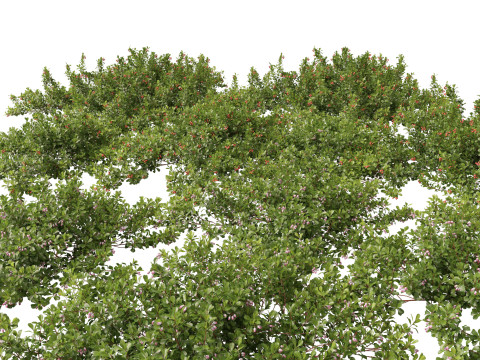 Pacote 50 de plantas de jardim da Am&eacute;rica do Norte Modelo 3D