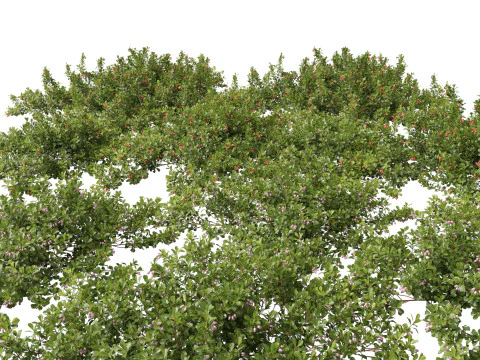 Pacote 50 de plantas de jardim da Am&eacute;rica do Norte Modelo 3D