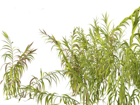 Pacote 50 de plantas de jardim da Am&eacute;rica do Norte Modelo 3D