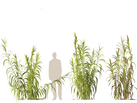 Pacote 50 de plantas de jardim da Am&eacute;rica do Norte Modelo 3D