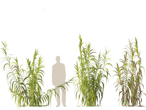 Pacote 50 de plantas de jardim da Am&eacute;rica do Norte Modelo 3D