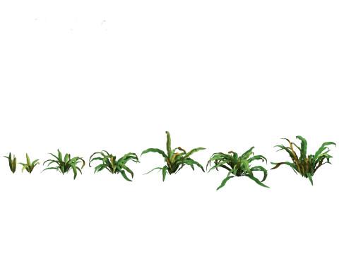 Pacote 50 de plantas de jardim da Am&eacute;rica do Norte Modelo 3D