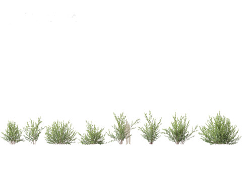 Pacote 50 de plantas de jardim da Am&eacute;rica do Norte Modelo 3D