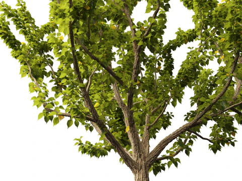 Pacote 50 de plantas de jardim da Am&eacute;rica do Norte Modelo 3D