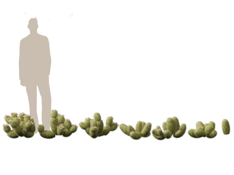 Pacote 50 de plantas de jardim da Am&eacute;rica do Norte Modelo 3D