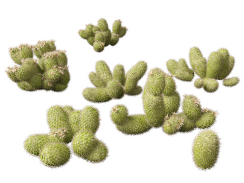 Pacote 50 de plantas de jardim da Am&eacute;rica do Norte Modelo 3D