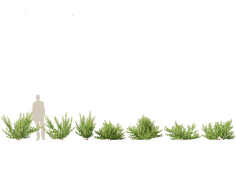 Pacote 50 de plantas de jardim da Am&eacute;rica do Norte Modelo 3D