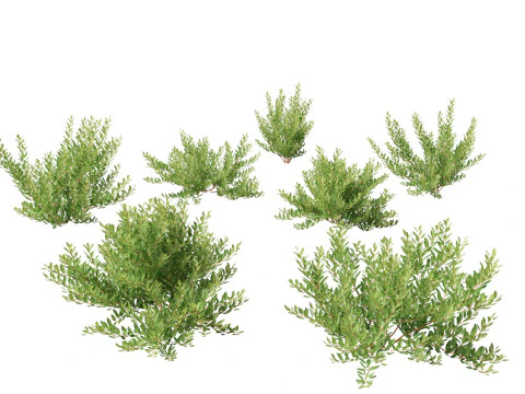 Pacote 50 de plantas de jardim da Am&eacute;rica do Norte Modelo 3D