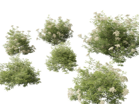 Pacote 50 de plantas de jardim da Am&eacute;rica do Norte Modelo 3D