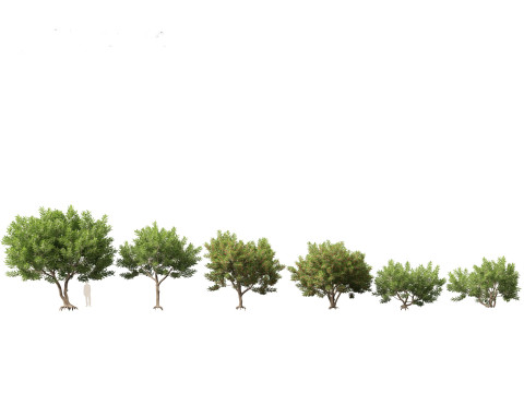 Pacote 50 de plantas de jardim da Am&eacute;rica do Norte Modelo 3D