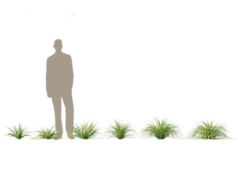 Pacote de Folhagem Arquitet&ocirc;nica Tropical 51 Modelo 3D