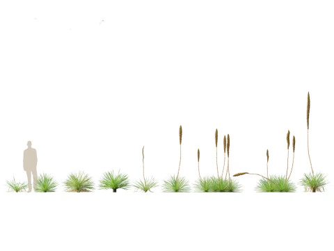 Pacote de Folhagem Arquitet&ocirc;nica Tropical 51 Modelo 3D