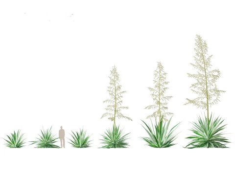 Pacote de Folhagem Arquitet&ocirc;nica Tropical 51 Modelo 3D