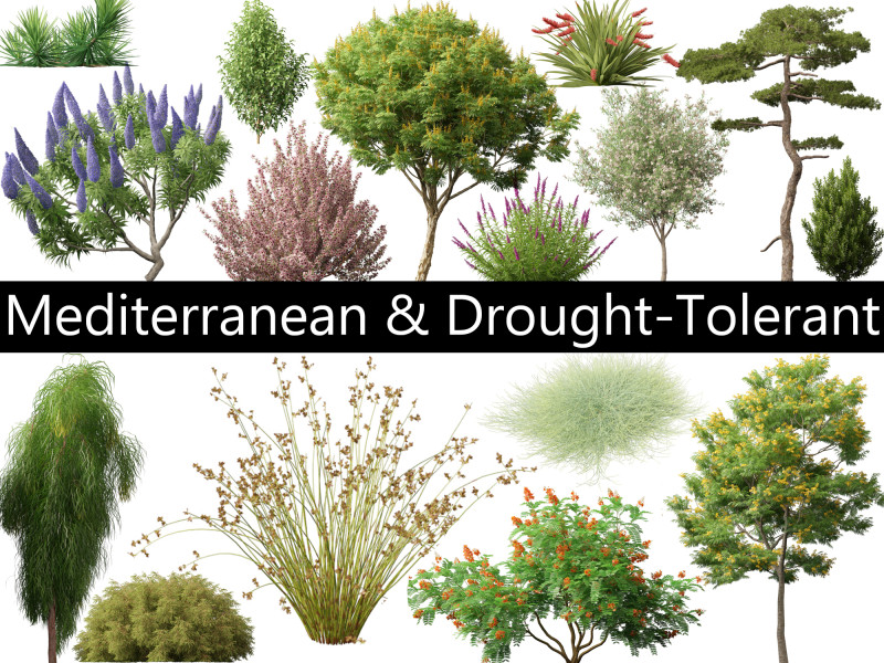 Mediterranean Drought-Tolerant Pack 52 3D Model .c4d .max .obj .3ds .fbx .stl .blend 