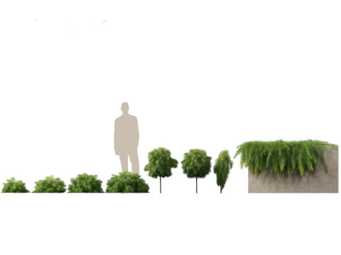 Mediterranean Drought-Tolerant Pack 52 3D Model