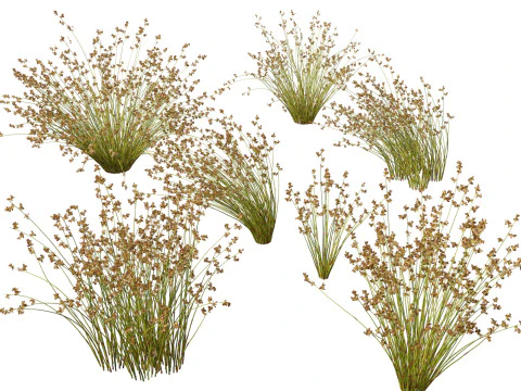 Mediterranean Drought-Tolerant Pack 52 3D Model