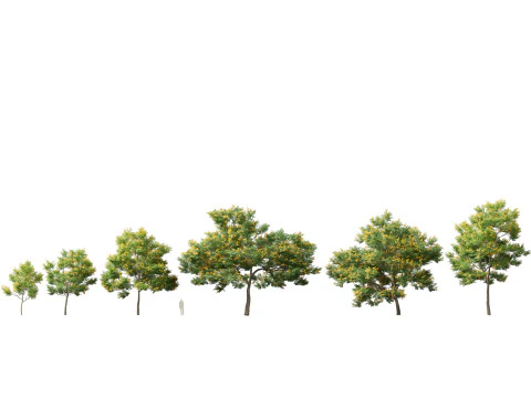 Mediterranean Drought-Tolerant Pack 52 3D Model