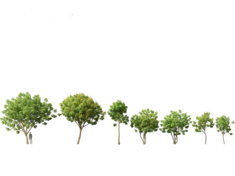 Mediterranean Drought-Tolerant Pack 52 3D Model
