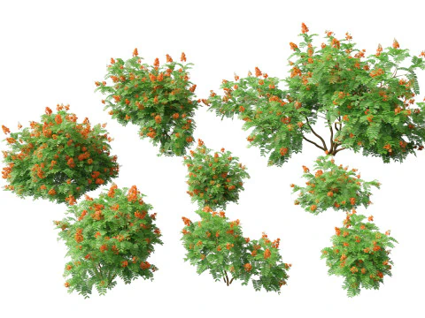 Mediterranean Drought-Tolerant Pack 52 3D Model