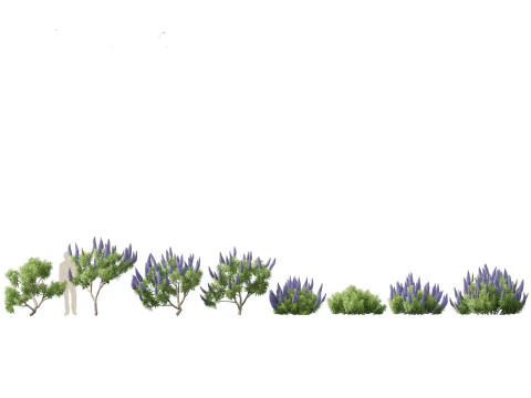 Mediterranean Drought-Tolerant Pack 52 3D Model