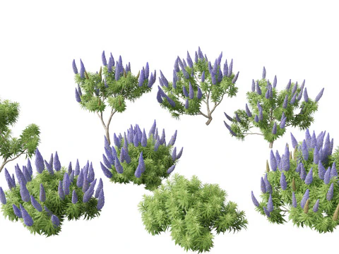 Mediterranean Drought-Tolerant Pack 52 3D Model