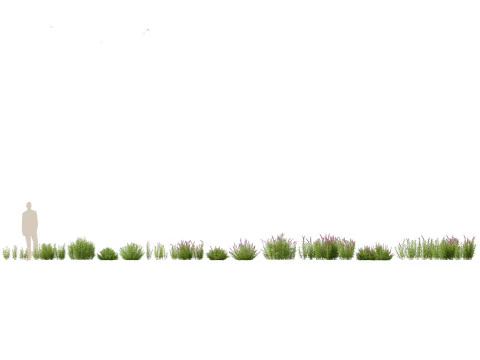 Mediterranean Drought-Tolerant Pack 52 3D Model
