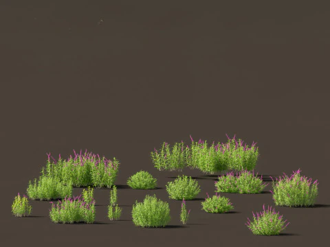 Mediterranean Drought-Tolerant Pack 52 3D Model