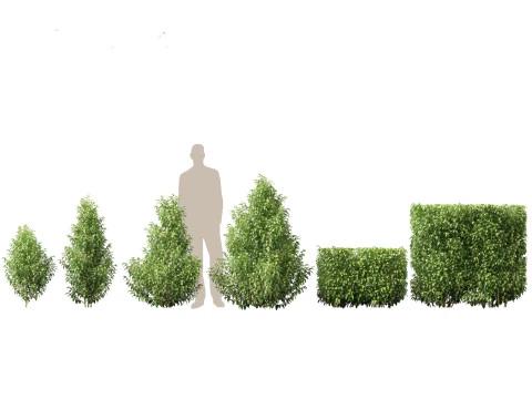 Mediterranean Drought-Tolerant Pack 52 3D Model