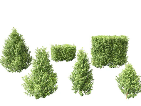 Mediterranean Drought-Tolerant Pack 52 3D Model