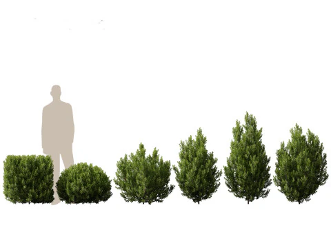 Mediterranean Drought-Tolerant Pack 52 3D Model