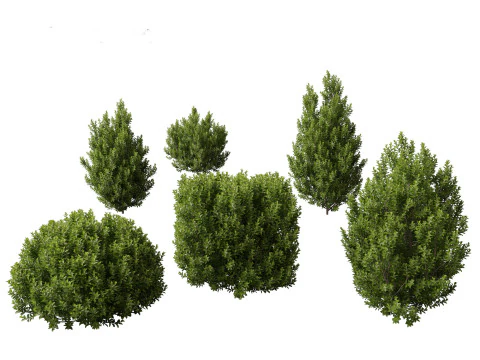 Mediterranean Drought-Tolerant Pack 52 3D Model