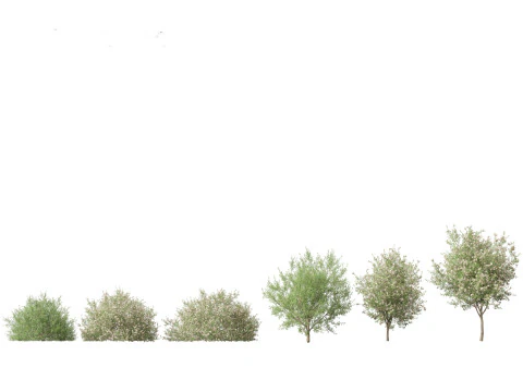 Mediterranean Drought-Tolerant Pack 52 3D Model