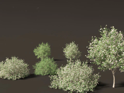 Mediterranean Drought-Tolerant Pack 52 3D Model