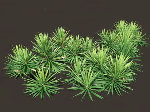 Mediterranean Drought-Tolerant Pack 52 3D Model