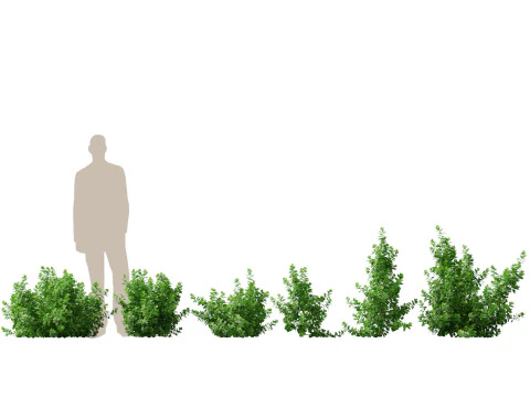 Pacchetto giardino all'ombra del bosco 53 Modello 3D