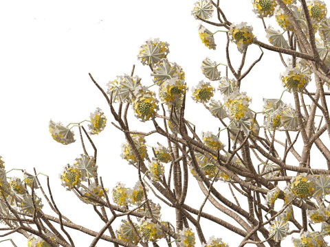 Pacchetto giardino all'ombra del bosco 53 Modello 3D