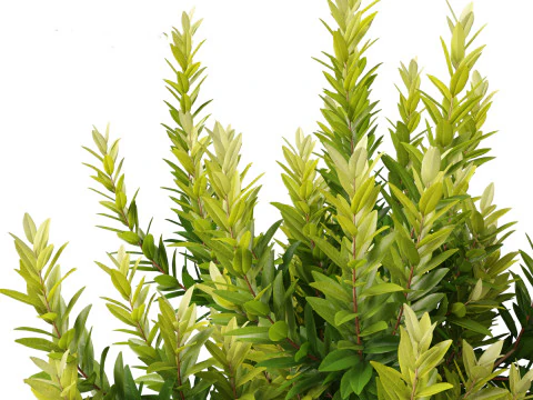 Pacchetto giardino all'ombra del bosco 53 Modello 3D