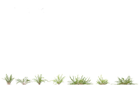 Pacchetto giardino all'ombra del bosco 53 Modello 3D