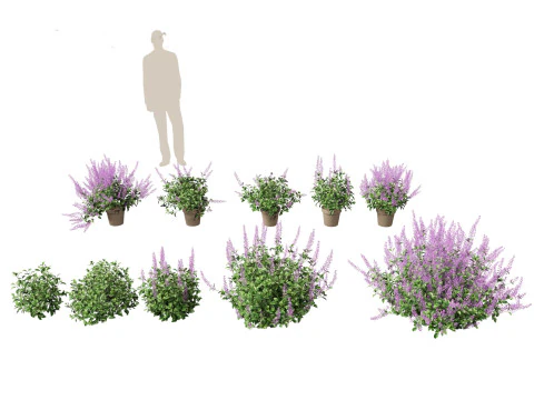 Pacchetto giardino all'ombra del bosco 53 Modello 3D